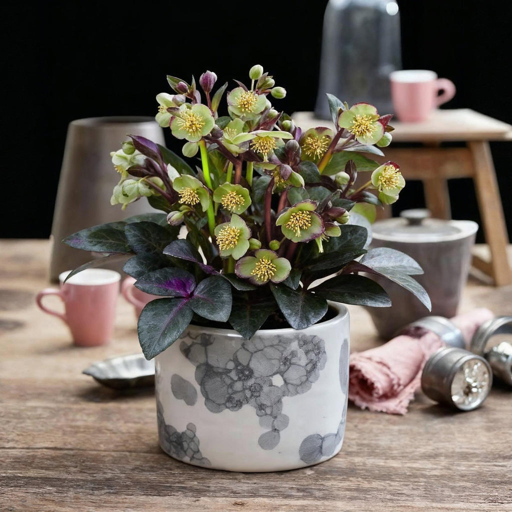 Tuinplant - Lenten Rose - Helleborus lividus Purple Marble - Paarse Bloem -2 Planten - Groenblijvend - Pot 14cm Hoogte 35cm