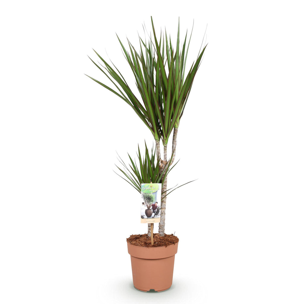Green is... Kamerplanten - Dracaena Marginata - Drakenbloedboom - Weinig onderhoud - Groen - 1 Plant - Pot 17cm - Hoogte 70-80cm