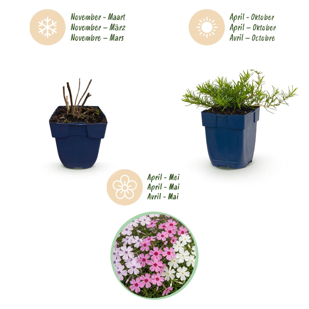 Vasteplant - Phlox Tricolour - Vlambloem - Bodembedekkend - Paars - Roze - Wit - 24 Planten - Pot 11cm - Hoogte 15-25cm