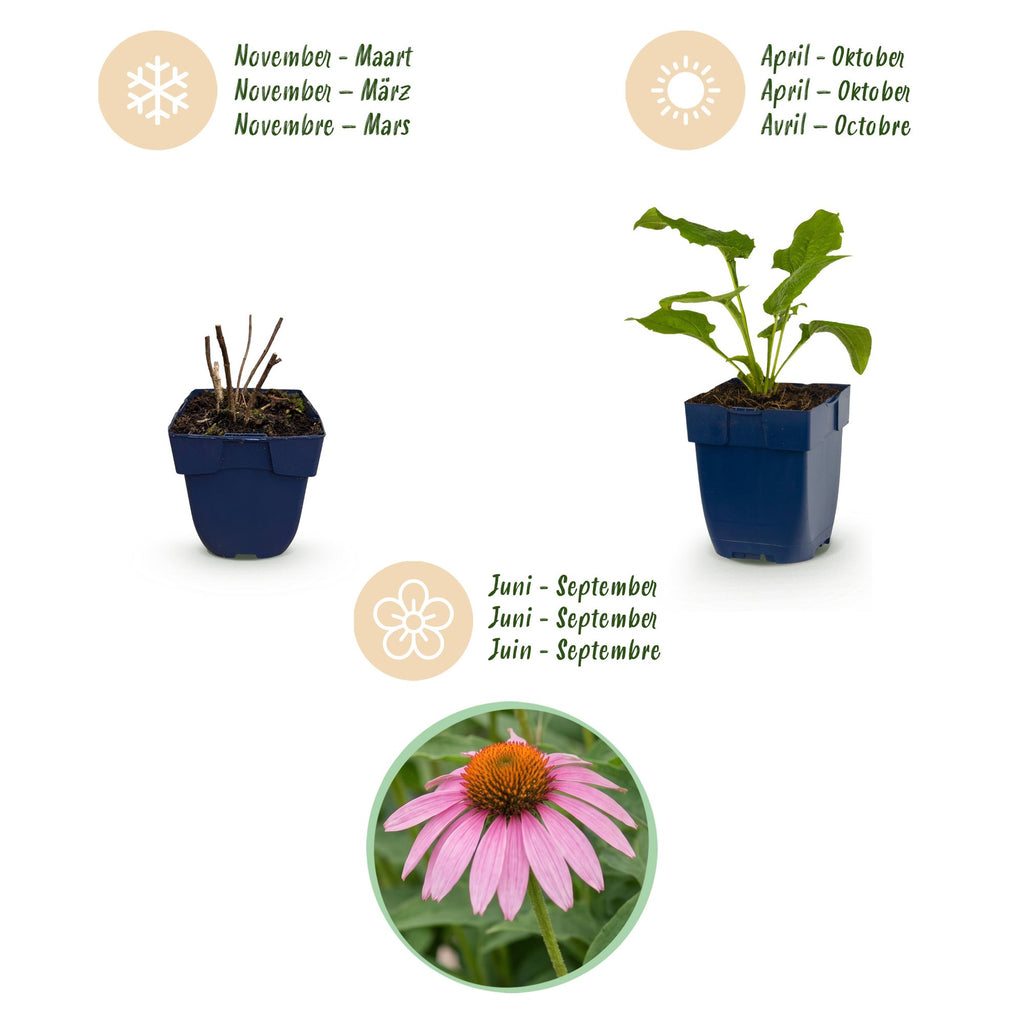 Vasteplant - Echinacea purp. Magnus - Zonnehoed - Bijen- en vlinderlokkers - Roze - 24 Planten - Pot 11cm - Hoogte 15-25cm