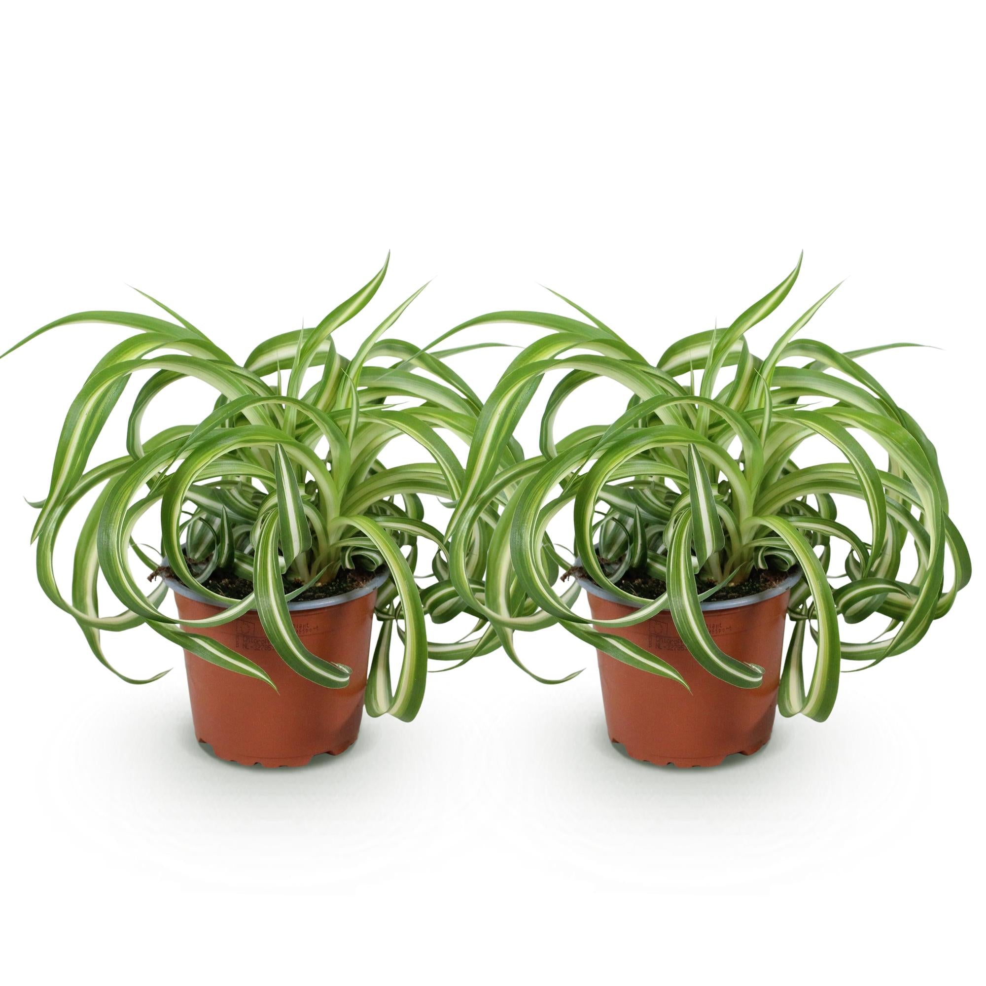 Kamerplant - Chlorophytum comosum Bonnie - Krullende Graslelie - Huisdiervriendelijk - Bont - 2 Planten - Pot 12cm - Hoogte 20-25cm