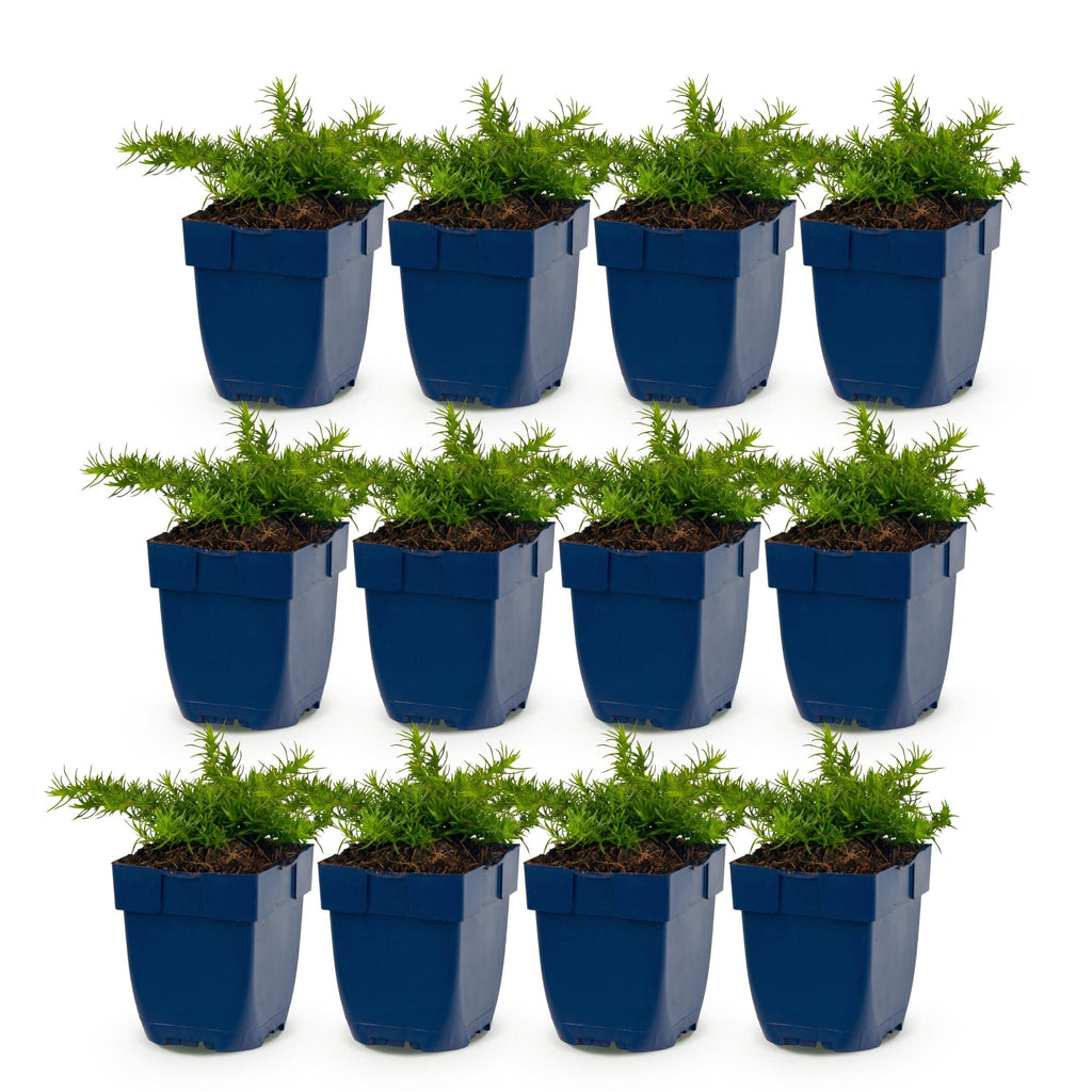 Vasteplant - Phlox Rosette - Vlambloem - Bodembedekkend - Roze - 12 Planten - Pot 11cm - Hoogte 15-25cm