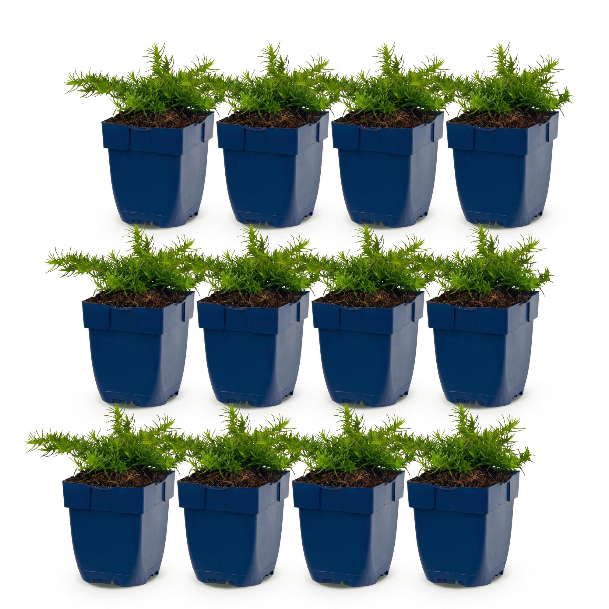 Vasteplant - Phlox Rosette - Vlambloem - Bodembedekkend - Roze - 12 Planten - Pot 11cm - Hoogte 15-25cm