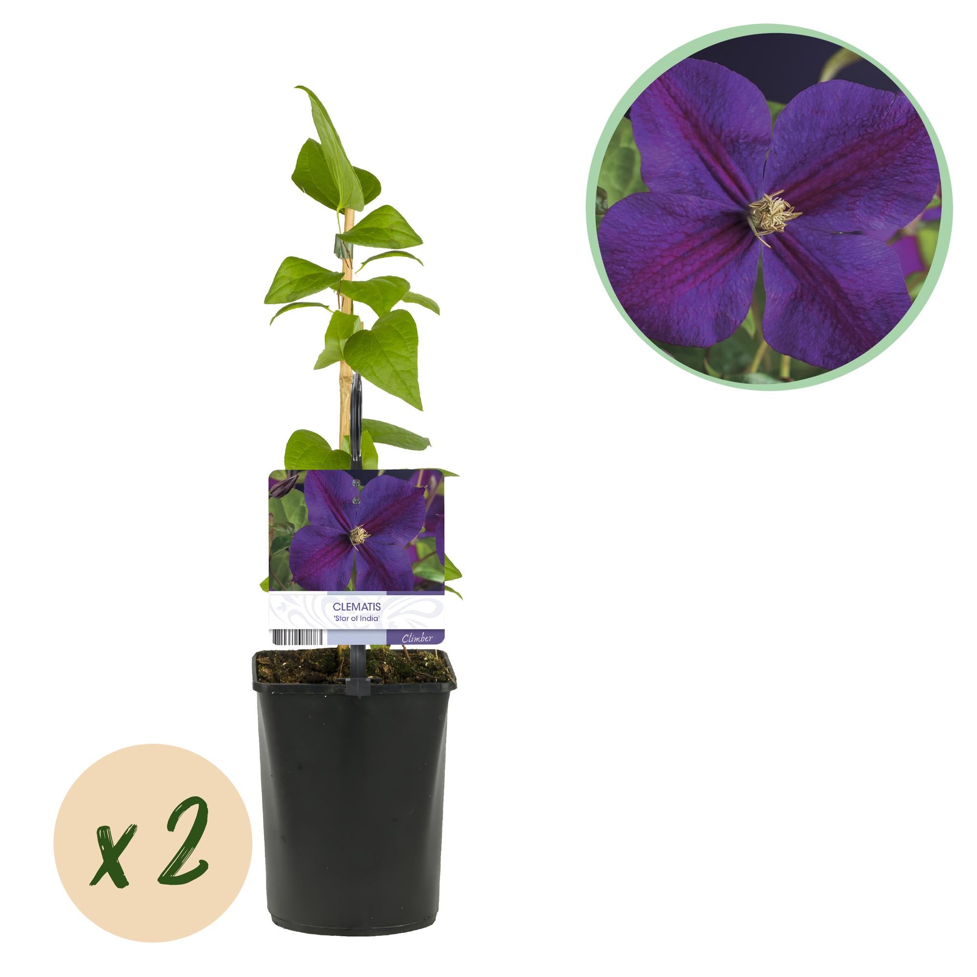 Klimplant - Clematis Star of India - Bloem Roze - Weinig onderhoud -2 planten -  Pot 11cm Hoogte 40cm