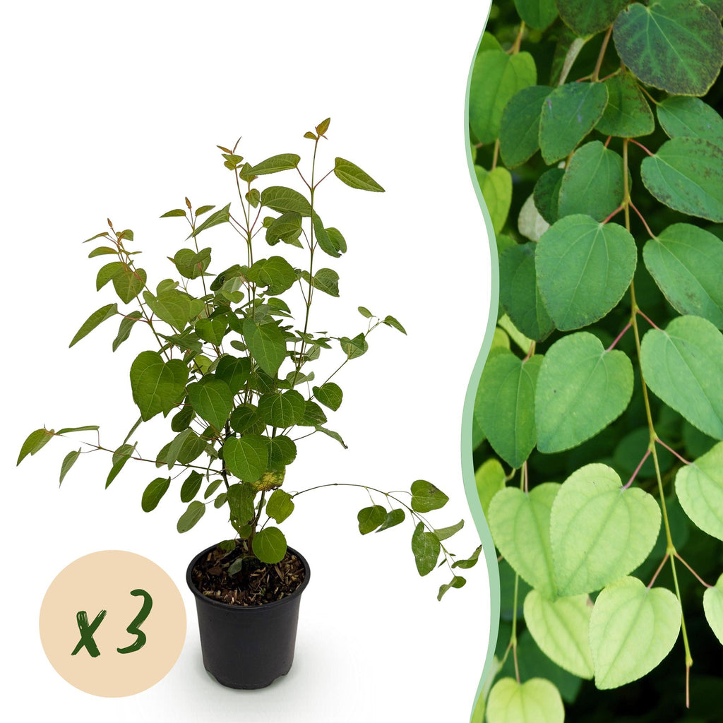 Tuinplant - Cercidiphyllum japonicum - Groen 3 Planten - Bladverliezend - Weinig Onderhoud - Pot 12cm Hoogte 35cm