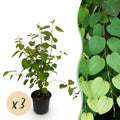 Tuinplant - Cercidiphyllum japonicum - Groen 3 Planten - Bladverliezend - Weinig Onderhoud - Pot 12cm Hoogte 35cm