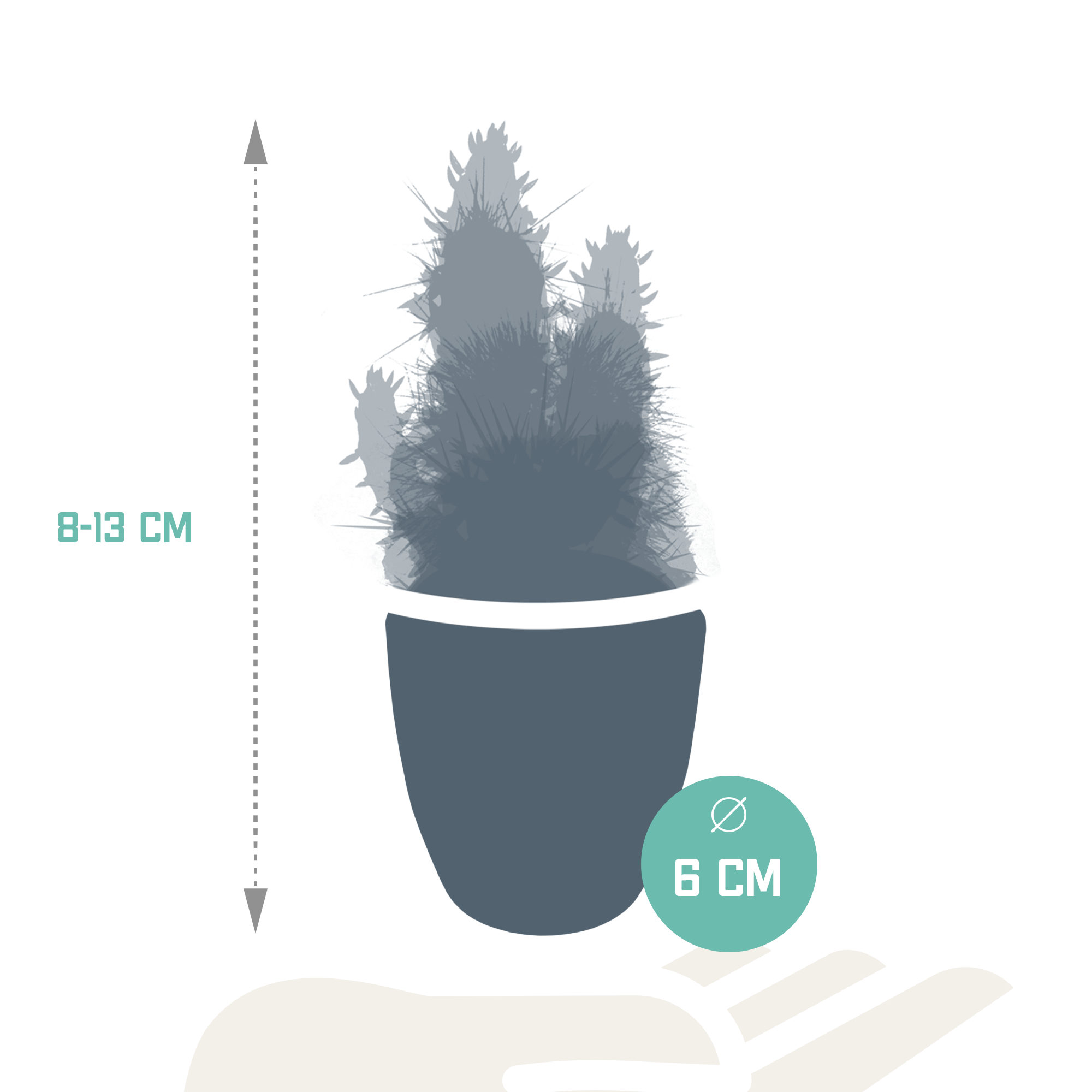 Cactus en vetplanten mix 5.5 cm | 15 stuks - in witte pot