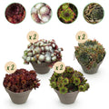 Bodembedekker - Winterhard -Sempervivum Big Sam - 8 Planten - Diversen kleuren - Weinig Onderhoud - Pot 14 Hoogte 17