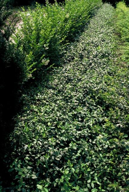 48x Euonymus fort. 'Dart's Blanket' - ↕10-25cm - Ø9cm
