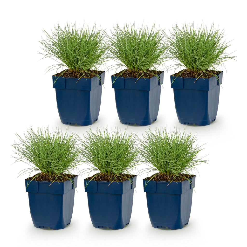 Vasteplant - Festuca glauca - Blauwgras - Groenblijvend - Blauw - 6 Planten - Pot 11cm - Hoogte 15-25cm