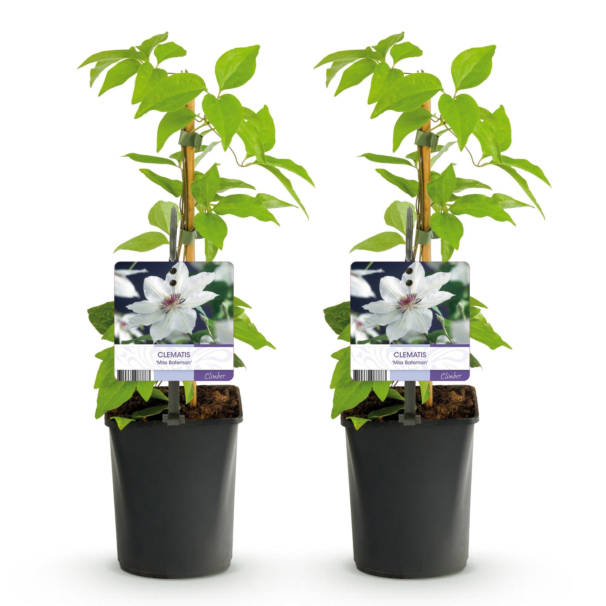 Klimplant - Clematis Miss bateman - Bloem Wit - Weinig onderhoud -2 planten -  Pot 11cm Hoogte 40cm