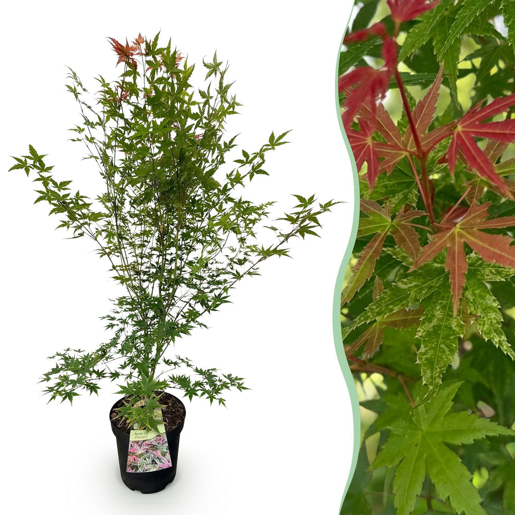 Tuinplant - Acer palmatum Phoenix - Japanse Esdoorn - Bladverliezend - Groen - Rood - 1 - Pot 26cm - Hoogte 90cm
