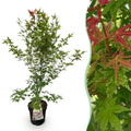 Tuinplant - Acer palmatum Phoenix - Japanse Esdoorn - Bladverliezend - Groen - Rood - 1 - Pot 26cm - Hoogte 90cm