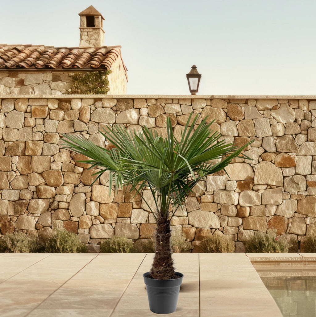 Trachycarpus Fortuneii - 220 - 240cm - Ø40-45