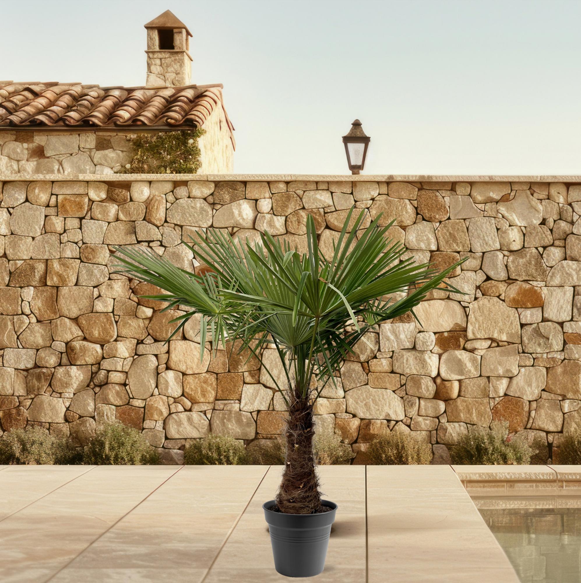 Trachycarpus Fortuneii - 220 - 240cm - Ø40-45