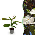 Tuinplant - Magnolia grandiflora - Bloem Wit - 1 Plant - Bladhoudend - Weinig Onderhoud - Pot 12cm Hoogte 30cm