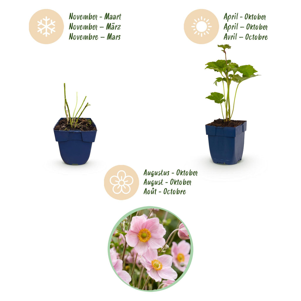 Vasteplant - Anemone hybr. Kön. Charlotte - Herfst Anemoon - Schaduw - Roze - 1 Plant - Pot 11cm - Hoogte 15-25cm