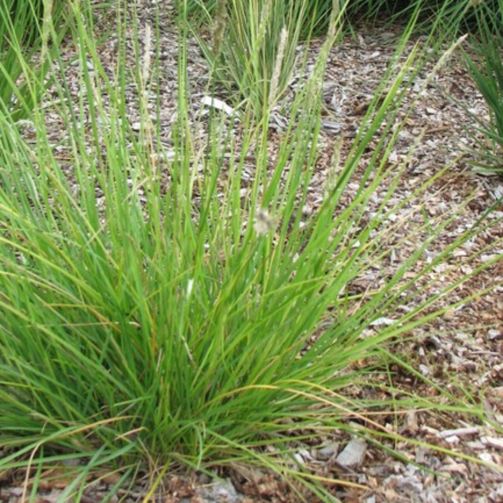 12x Sesleria autumnalis - ↕10-25cm - Ø9cm