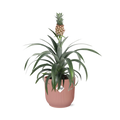 Mother's Day - Ananas Mi Amigo in ELHO Vibes Fold 14cm roze