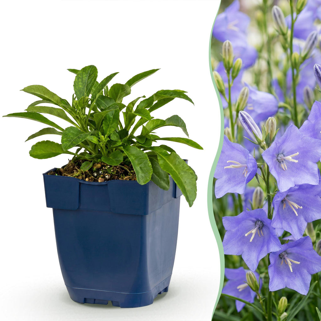 Vasteplant - Campanula persicifolia - Perzikbladklokje - Bijen en Vlinderlokkers - Blauw - 6 Planten - Pot 11cm - Hoogte 15-25cm
