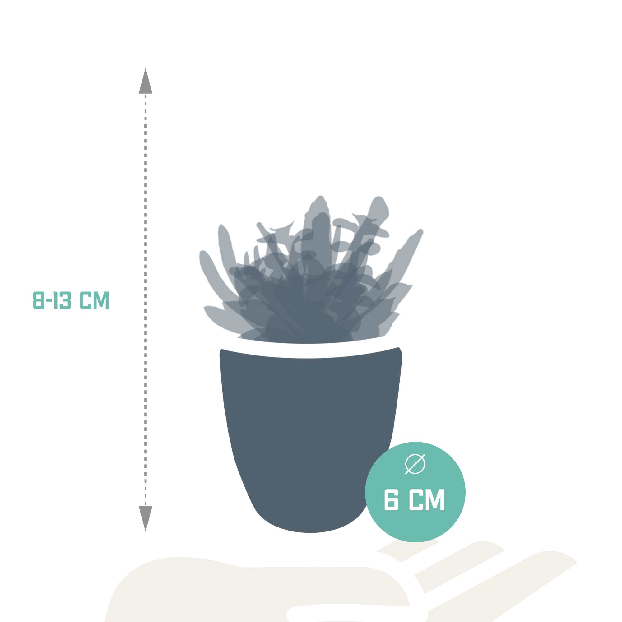 Vetplanten mix 5.5 cm - 5x - in witte pot