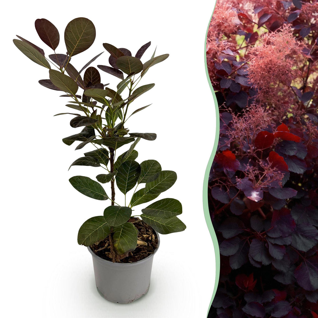 Tuinplant - Cotinus coggyria Royal Purple - Paars - 1 Plant - Bladverliezend - Weinig Onderhoud - Pot 12cm Hoogte 35cm