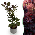 Tuinplant - Cotinus coggyria Royal Purple - Paars - 1 Plant - Bladverliezend - Weinig Onderhoud - Pot 12cm Hoogte 35cm