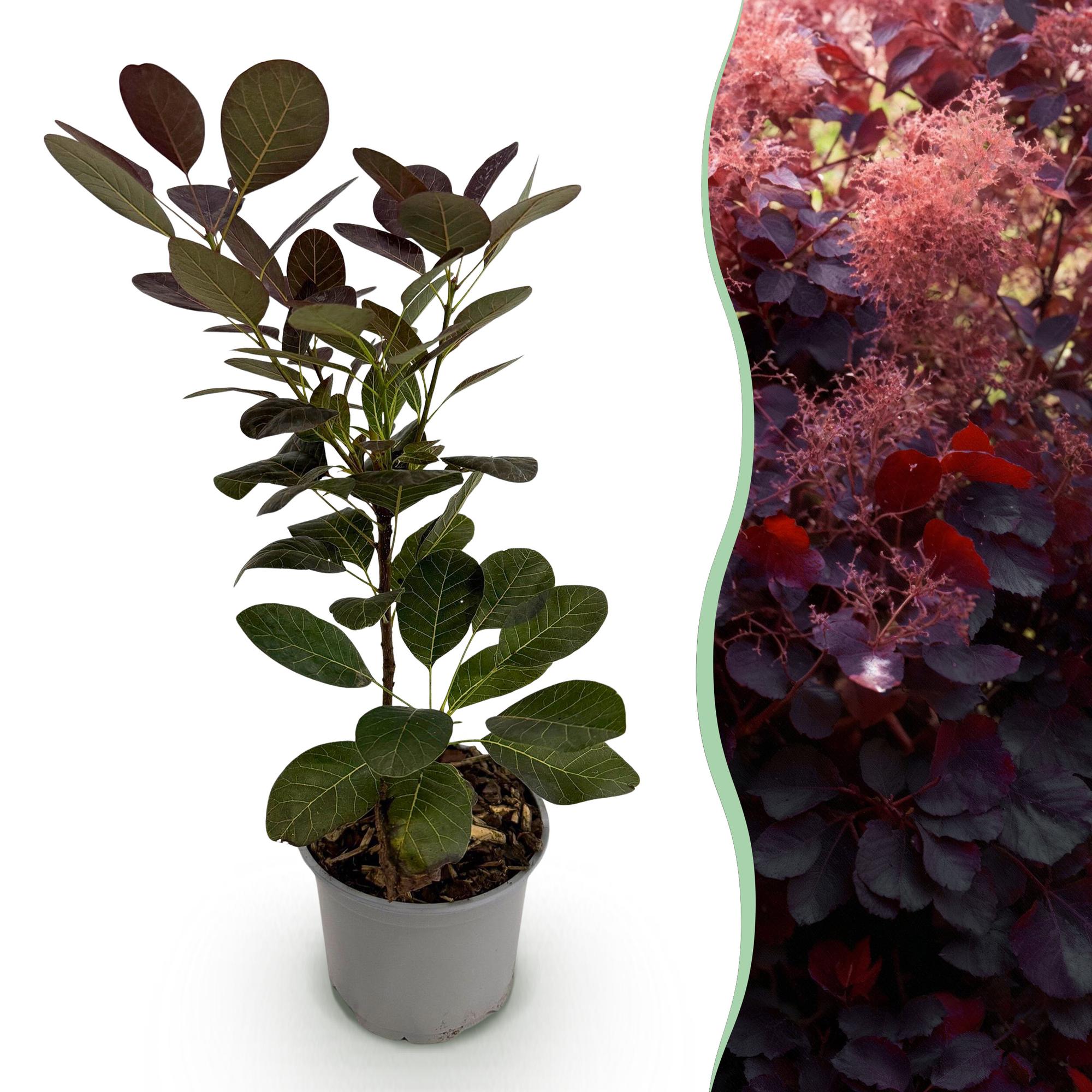 Tuinplant - Cotinus coggyria Royal Purple - Paars - 1 Plant - Bladverliezend - Weinig Onderhoud - Pot 12cm Hoogte 35cm