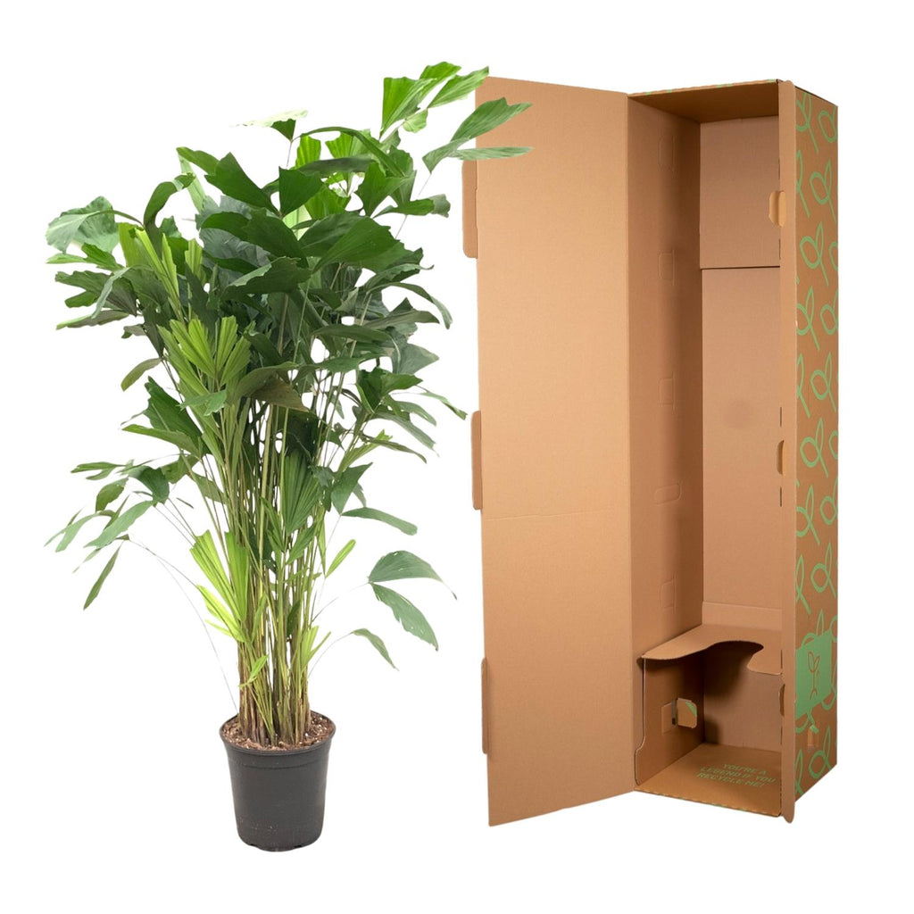 Caryota Mitis - 150 cm - ø27