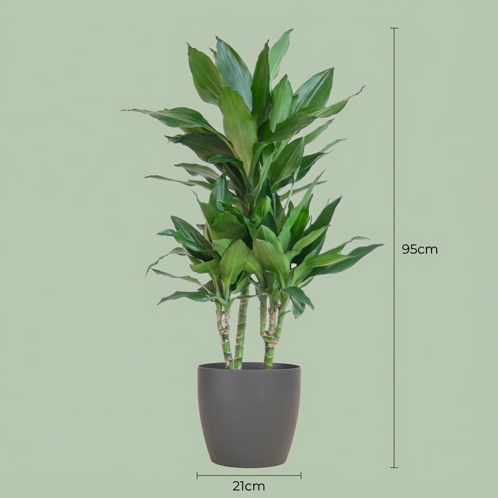 Dracaena  Janet Lindt met Potter grijs - 95cm - Ø21