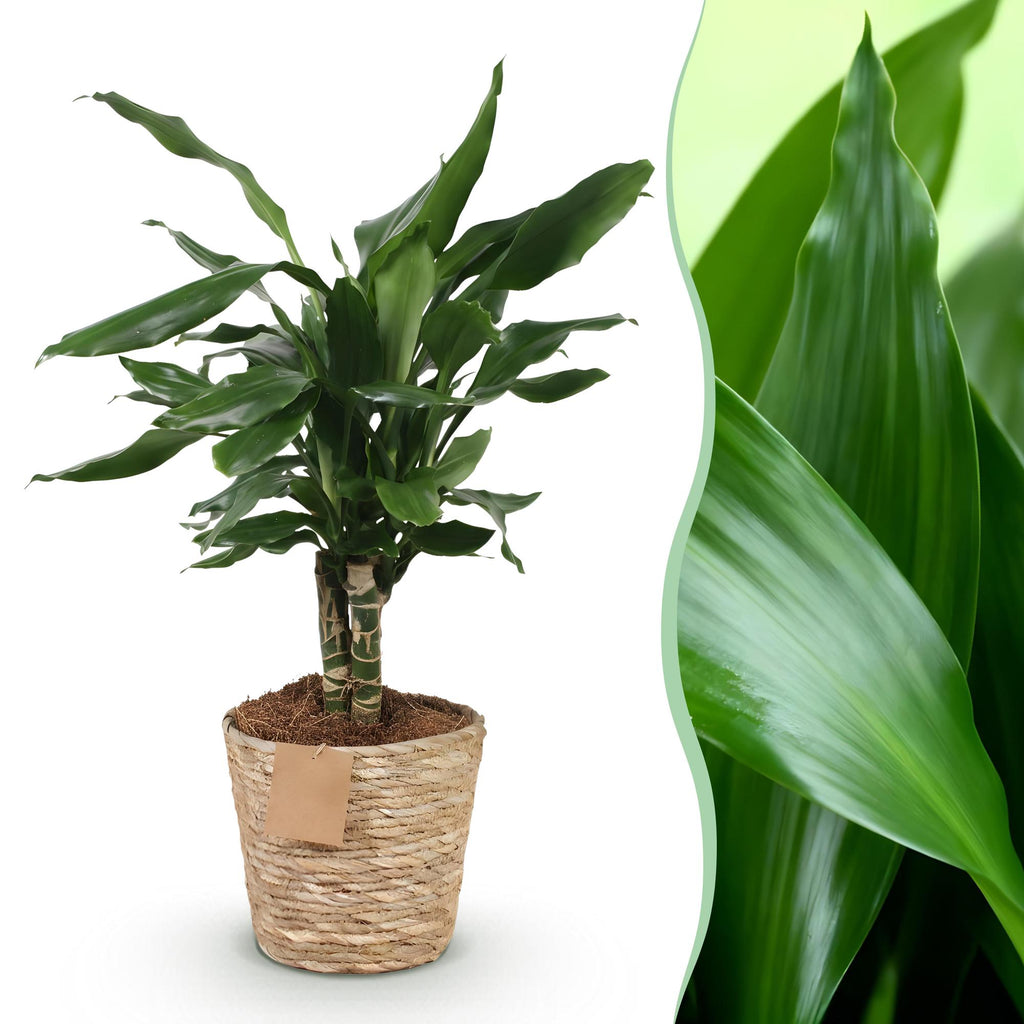 Green is... Kamerplanten - Dracaena fragrans Steudneri - Drakenbloedboom - Weinig onderhoud - met mand - Groen - 1 Plant - Pot 17cm - Hoogte 50-55cm