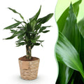 Green is... Kamerplanten - Dracaena fragrans Steudneri - Drakenbloedboom - Weinig onderhoud - met mand - Groen - 1 Plant - Pot 17cm - Hoogte 50-55cm
