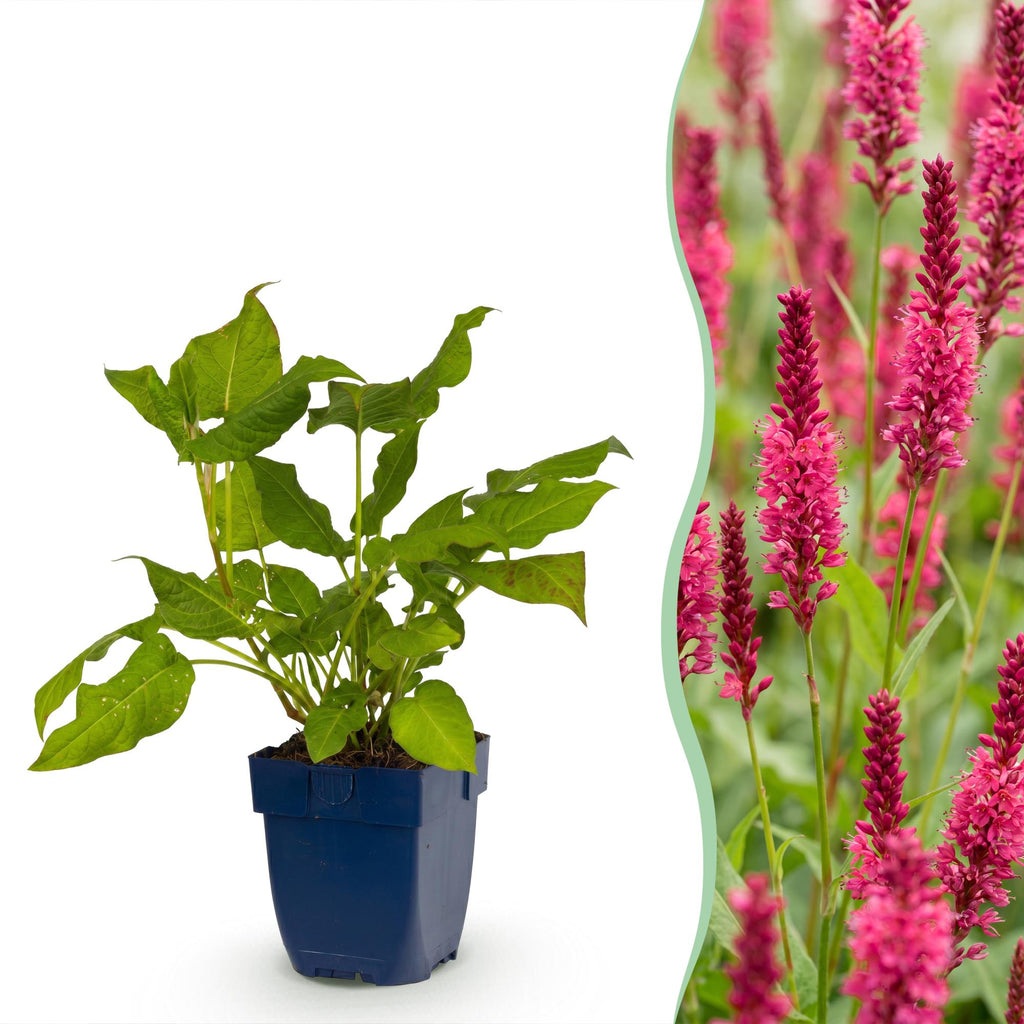 Vasteplant - Persicaria amplexicaulis - Duizendknoop - Bijen en Vlinderlokkers - Rood - 12 Planten - Pot 11cm - Hoogte 15-25cm