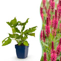 Vasteplant - Persicaria amplexicaulis - Duizendknoop - Bijen en Vlinderlokkers - Rood - 12 Planten - Pot 11cm - Hoogte 15-25cm