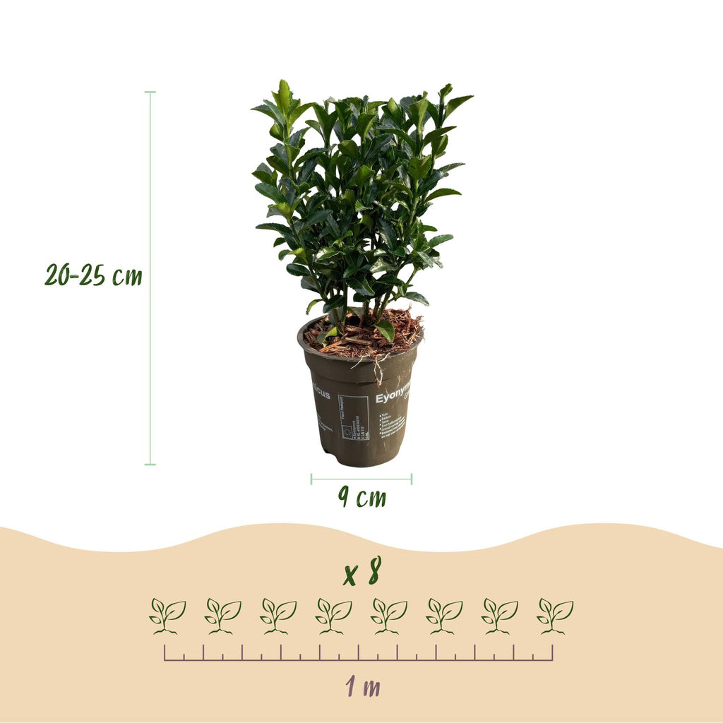 8x Euonymus japonica Green Spire - Kardinaalsmuts - Haagplanten - Groenblijvend - Groen - Pot 9cm - Hoogte 20-25cm