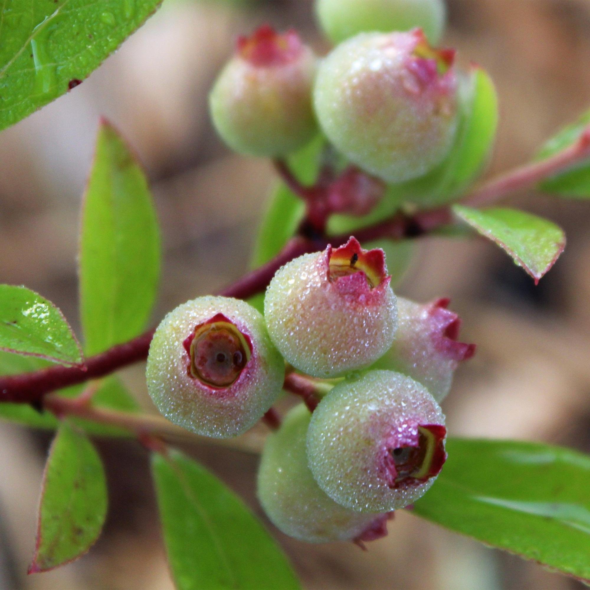 Fruitplant - Vaccinium cor. Pink Lemonade - Roze Bosbes - Winterhard - Roze Bes - 2 Planten - Pot 15cm - Hoogte 50cm
