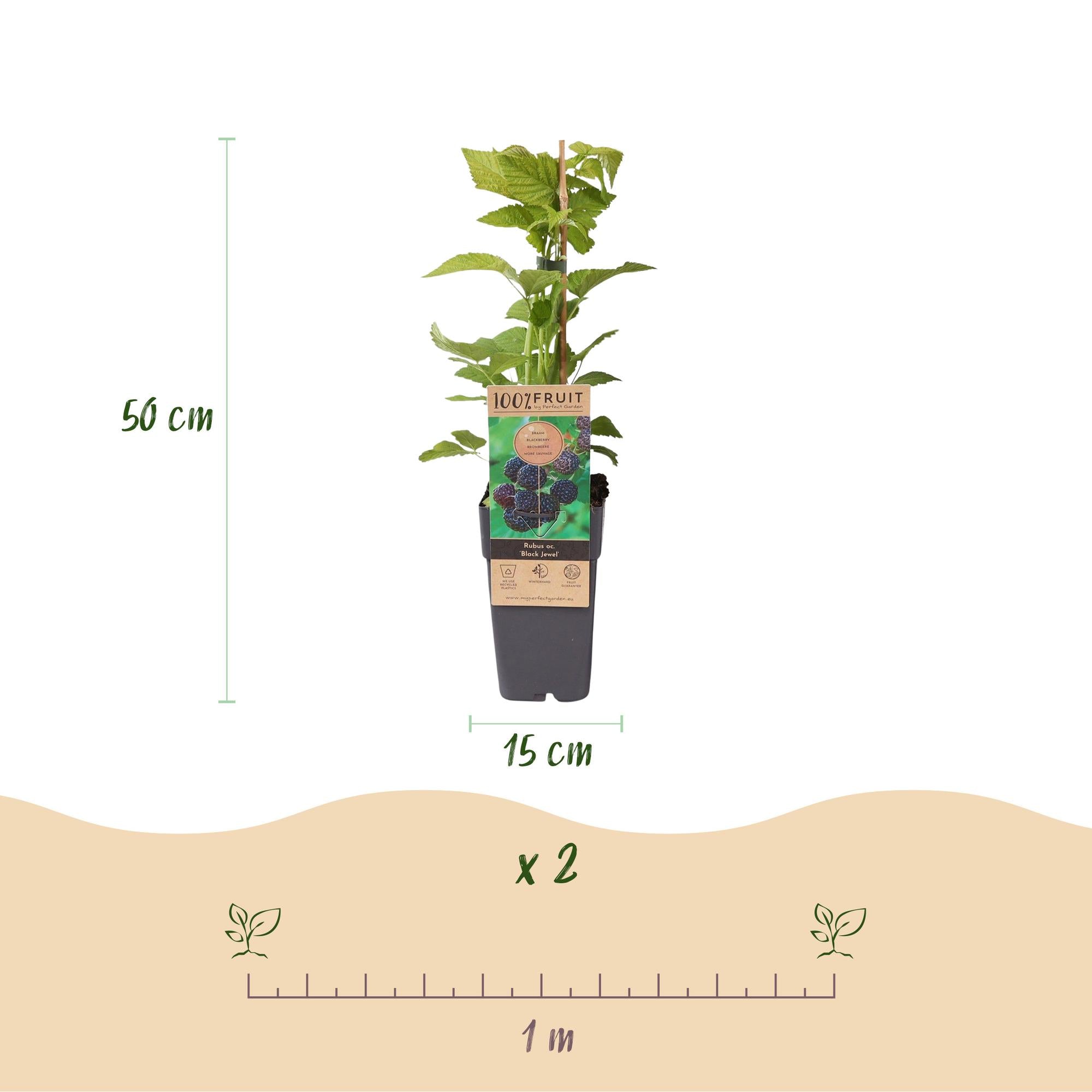 Fruitplant - Rubus occ. Black Jewel - Bramenplant - Winterhard - Zwarte Braam - 2 Planten - Pot 15cm - Hoogte 50cm
