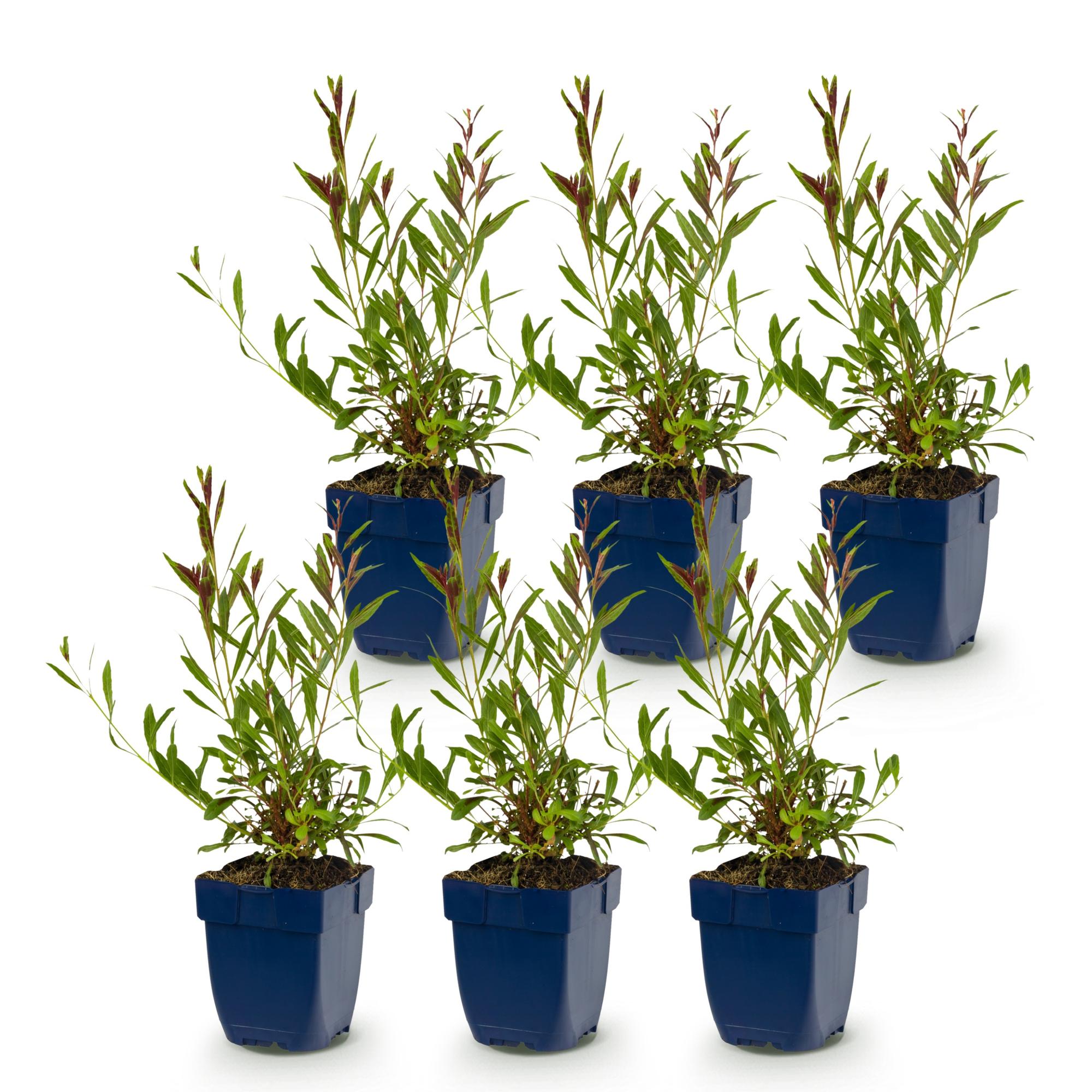 Vasteplant - Gaura lindh. Rosyjane - Prachtkaars - Bijen- en vlinderlokkers - Roze - 6 Planten - Pot 11cm - Hoogte 15-25cm