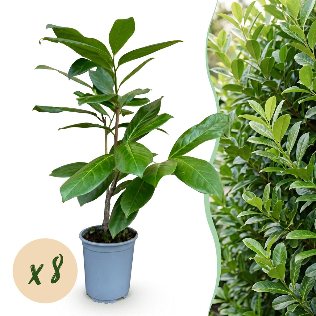 8x Prunus laur. Rotundifolia - Laurierkers - Haagplanten - Groenblijvend - Groen - Pot 9cm - Hoogte 25-35cm