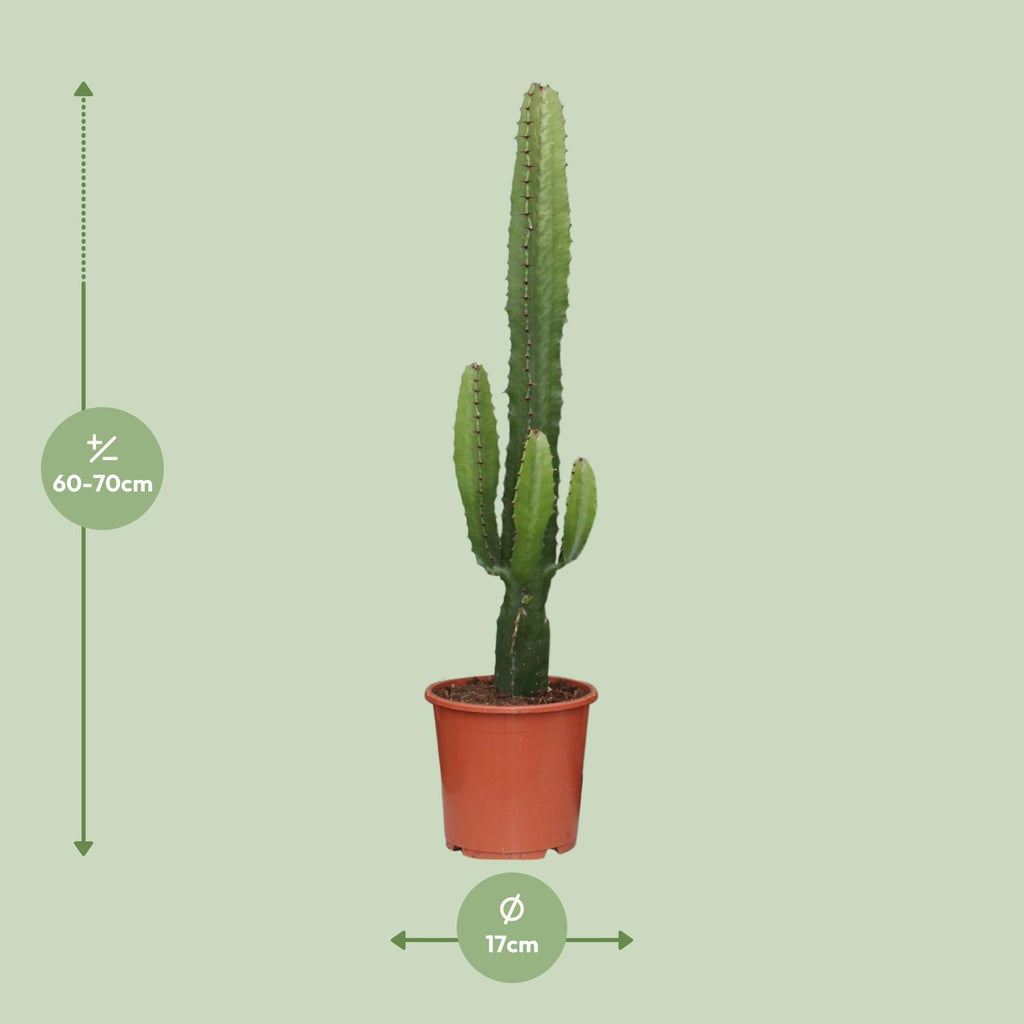 Euphorbia Acrurensis - Ø17cm - ↕50cm