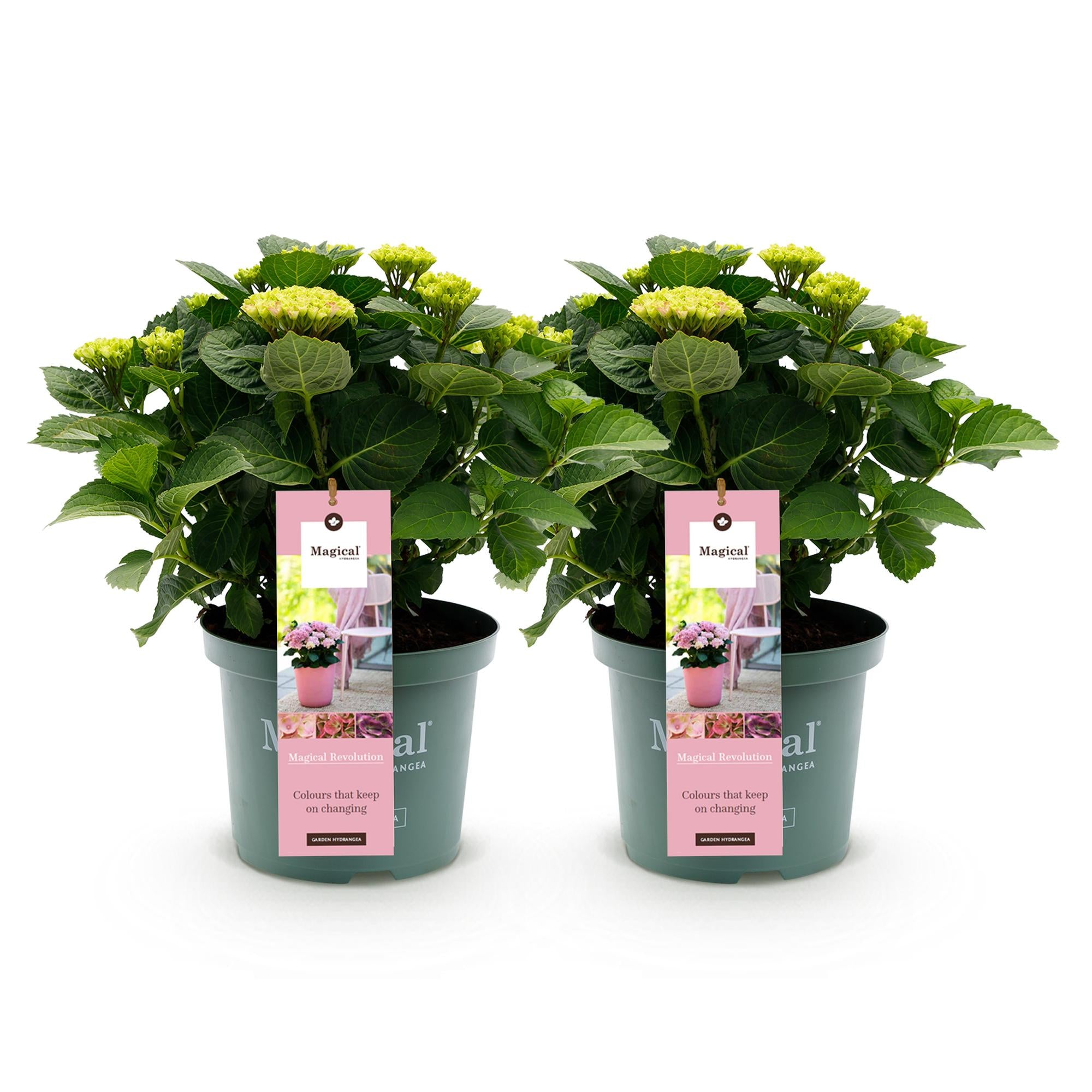 Terrasplant - Hortensia - Hydrangea Magical Revolution Pink - Pink - 6-10 Bloemen - 2 Planten - Pot 23cm Hoogte 55cm
