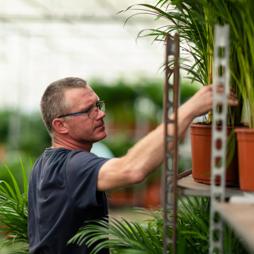 Areca palm - Ø21cm - ↕100cm