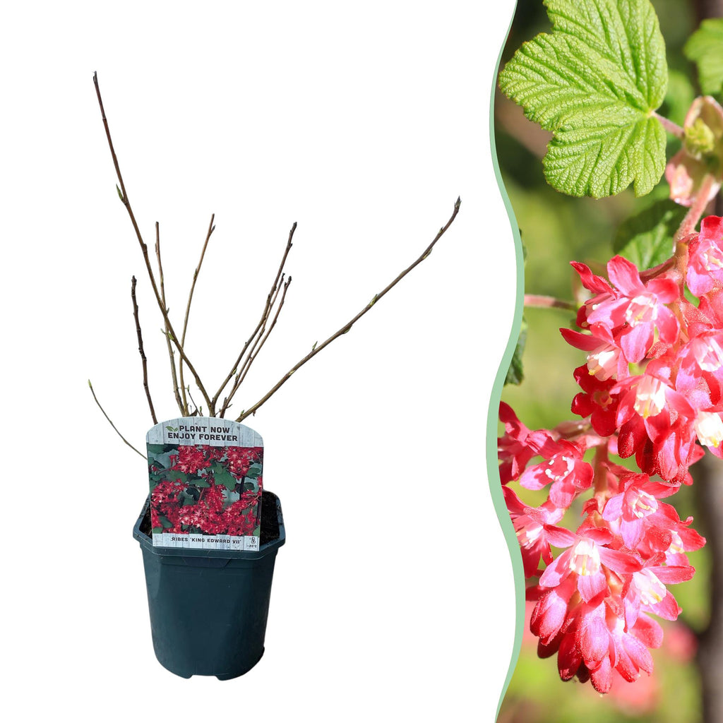 Heesters -  Ribes sanguineum Kind Edward - Bloem Rood - 1 Plant - Bladverliezend - Weinig Onderhoud - Pot 17cm Hoogte 45cm