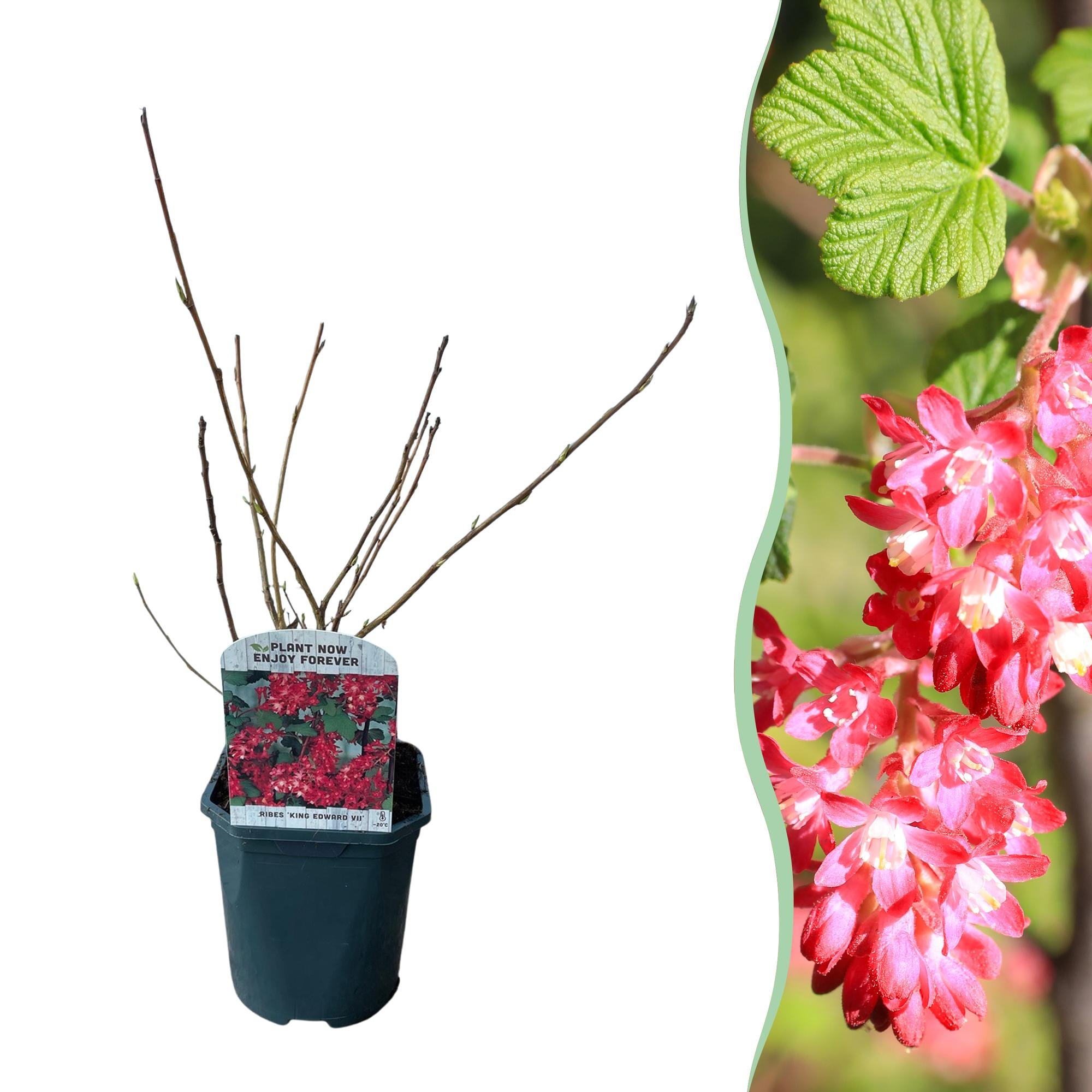 Heesters -  Ribes sanguineum Kind Edward - Bloem Rood - 1 Plant - Bladverliezend - Weinig Onderhoud - Pot 17cm Hoogte 45cm