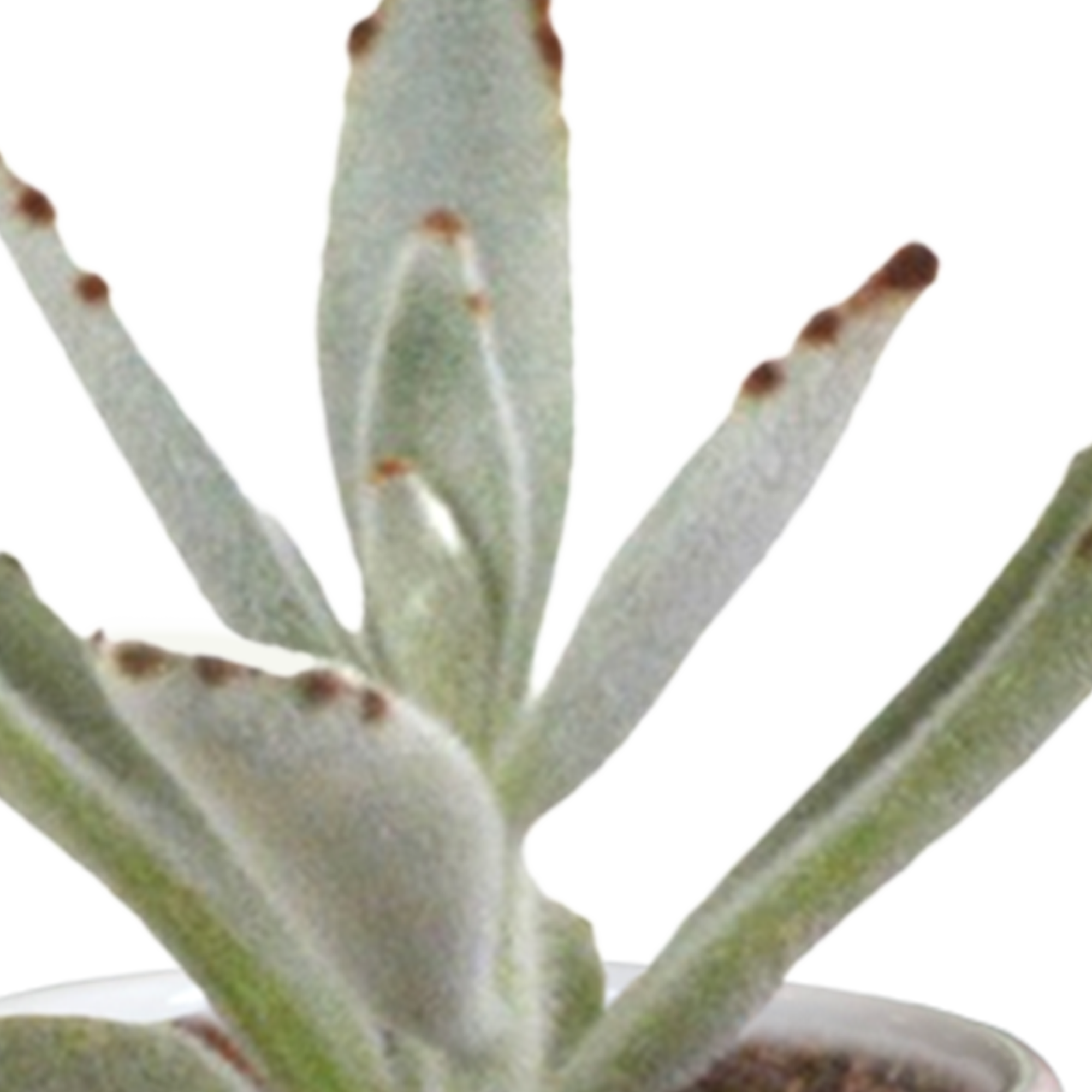 Cactus en vetplanten mix 5.5 cm | 15 stuks - in witte pot