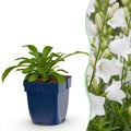 Vasteplant - Campanula pers. Alba - Perzikbladklokje - Bijen en Vlinderlokkers - Wit - 12 Planten - Pot 11cm - Hoogte 15-25cm