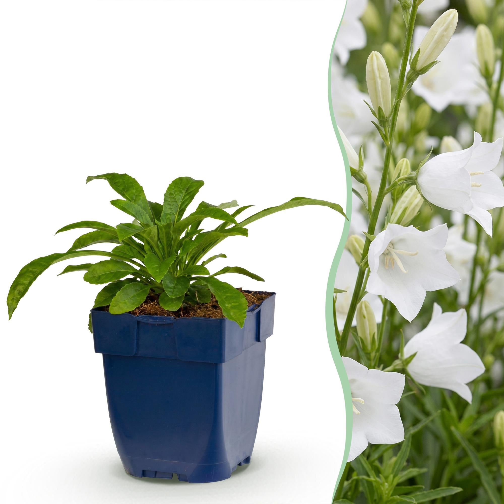 Vasteplant - Campanula pers. Alba - Perzikbladklokje - Bijen en Vlinderlokkers - Wit - 12 Planten - Pot 11cm - Hoogte 15-25cm