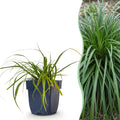Grassen - Carex oshimensis Evergreen - Japanse Zegge - Groenblijvend - Groen - 6 Planten - Pot 11cm - Hoogte 15-25cm