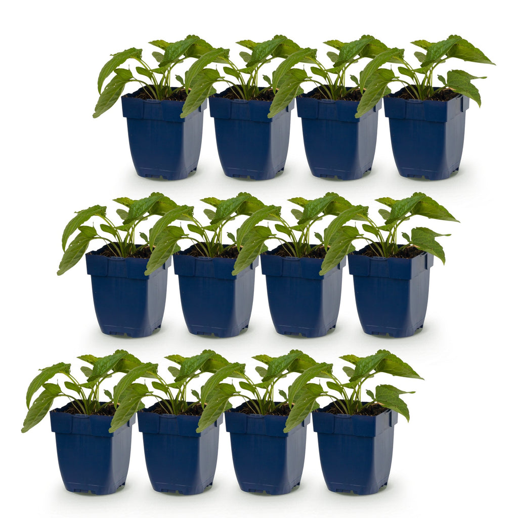 Vasteplant - Rudbeckia fulg. Goldsturm - Gele zonnehoed - Bijen- en vlinderlokkers - Geel - 12 Planten - Pot 11cm - Hoogte 15-25cm