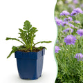 Vasteplant - Scabiosa col. Butterfly Blue - Duifkruid - Bijen en Vlinderlokkers - Paars - 24 Planten - Pot 11cm - Hoogte 15-25cm